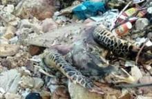 Bangkai Penyu Tanpa Cangkang Terdampar di Pantai Golden Prawn
