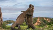 Pulau Komodo Masuk Daftar 10 Destinasi Terbaik Asia