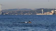 Turki Lockdown, Lumba-lumba Pelesir di Selat Bosphorus 