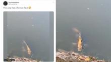 Viral Ikan Berwajah Mirip Manusia Ditemukan di Danau China