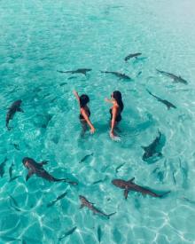 5 Pulau Indonesia Ini Dihuni Hiu dan Lumba-lumba 