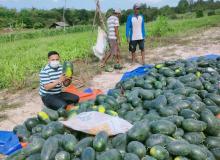Panen Semangka di Kerandin, Anwar: Bertani Juga Bisa Bikin Sukses