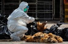 Isu Ribuan Ayam Mati Dijual di Pasaran dan Pedagang Ayam Penyet di Batam 
