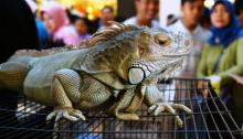 Bea Cukai Batam Tangkap Kapal Malaysia Penyelundup Iguana dan Kura-kura