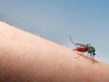 Ilmuwan Temukan Gen Penyebab Nyamuk Suka Mengigit Orang Tertentu