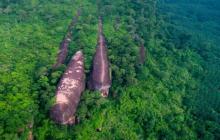 Ada `Paus Raksasa` Berenang di Hutan Thailand