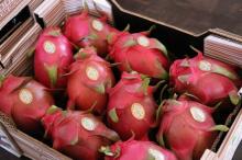 Buah Naga Indonesia Serbu Australia, Petani Lokal Menjerit
