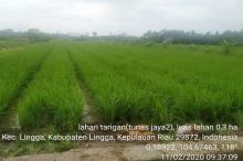 Petani Padi Sawah Panggak Darat Bakal Panen Lagi Akhir Tahun