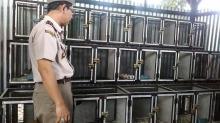 Dirjen BKSDA: Batam Jadi Gerbang Perdagangan Satwa Ilegal