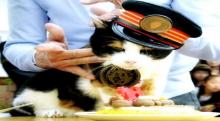 Tama, si Kucing Kepala Stasiun Mati, Jepang Berduka
