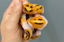 Uniknya Ular Bercorak Emoji Senyum, Dijual Rp 87 Juta