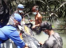 Mayat Pria Tak Berbaju Tersangkut Akar Bakau di Pulau Karimun Anak