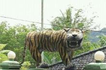 Diledekin di Medsos,  Harimau "Jenaka" di Markas Kodim Cisewu Menghilang