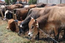 Batam Tolak 61 Ekor Sapi Kurban Asal Dumai