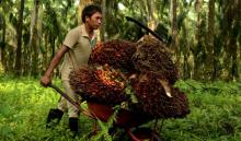 India dan Tiongkok Kurangi Permintaan, Harga Produk Sawit Terus Merosot   