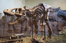 Kerangka Dinosaurus Terjual 2 Juta Dolar