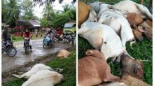 Duh, 13 Ekor Lembu Mati Disambar Petir