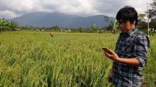 Kemarau Tak Halangi Petani Desa Panggak Darat di Lingga Panen Padi