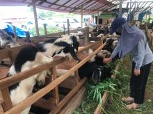 Beda Nasib Penjual Ternak Kurban di Batu Besar