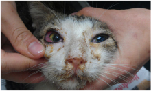 Flu Kucing Serang Provinsi Timur Laut Thailand