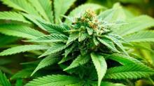 Malaysia Pertimbangkan Legalisasi Mariyuana untuk Medis