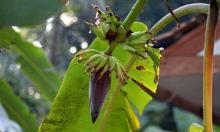 7 Manfaat Kesehatan Dibalik Jantung Pisang