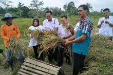Petani Padi Bukit Langkap di Lingga Kurangi Ketergantungan Pupuk