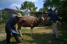 DPKP Pastikan Hewan Kurban di Lingga Aman dari Penyakit Zoonosis