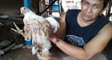 Langka, Ayam Berkaki Empat di Sumbar