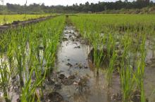 Petani Antusias Tanam Padi di Lahan Sawah Bukit Langkap