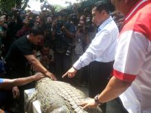 Selain Buaya, Macan dan Piranha Juga "Temani" Bandar Narkoba