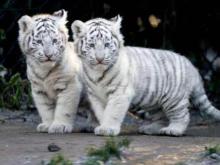 Dua Anak Harimau Putih di Pakistan Mati karena Covid-19