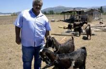 Klub Turki Ini Rela Jual 18 Pemain Demi Beli Kambing