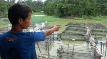 Hingga Malam, Puluhan Warga Berebut Mancing Puluhan Ton Lele yang Tersapu Banjir