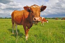 Sebabkan Kematian, Brucellosis Sapi Bisa Jangkiti Manusia