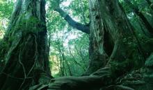 Cerita Horor Penghuni 3 Pohon Besar Tempat Pratu Wahyudi Hilang
