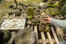 Arkeolog Temukan Situs Purbakala di Sungai Kawal Bintan