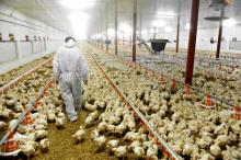 Corona Belum Reda, Wabah Flu Burung Serang Jepang