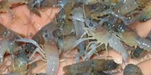 KKP Sebut Ada 418 Juta Benih Lobster di Perairan Indonesia