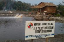 Kelompok Pembudidaya di Marok Kecil Panen Ratusan Kilogram Udang Vannamei