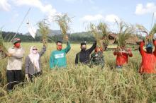 Petani Desa Lanjut di Lingga Panen Padi, Hasilnya Memuaskan