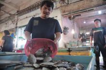 Ikan Dingkis Bisa Rp 500 Ribu Per Kilo Saat Imlek