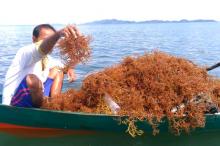 Budidaya Rumput Laut, Langkah Awal Tingkatkan Perekonomian Masyarakat Pesisir