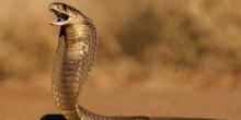 Selalu Dianggap Sama, Ini 4 Perbedaan Ular Kobra dan King Cobra