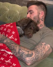 Selimut Louis Vutton Milik Anjing David Beckham Seharga Rp 83 Juta