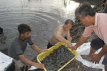 Bupati Lingga Panen 10 Ton Udang Vaname di Marok Kecil