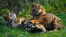Film "Harimau Sumatera Terakhir" Memukau Dunia