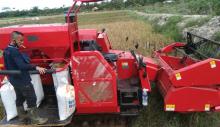 Sawah Padi Desa Sei Besar di Lingga Panen