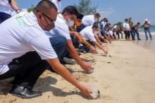 Asparnas Kepri Lepas Ratusan Tukik di Pantai Trikora