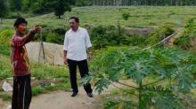 Petani di Bintan Krisis Pupuk